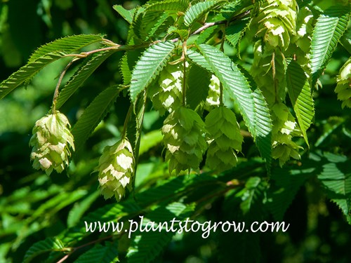 Japanese Hornbeam (Carpinus japonica) 
The fruiting catkins